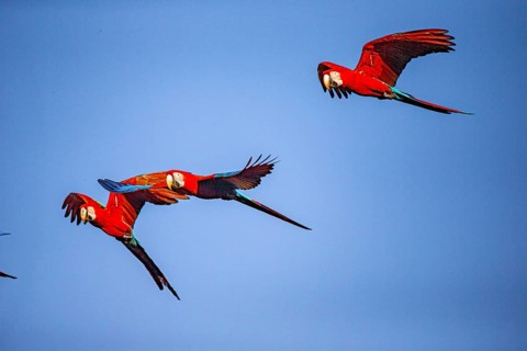Red-and-green macaw (Ara chloropterus) Buraco das Araras Brazil