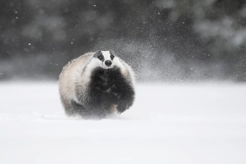 Badger in the snow, Wittlich, Rhineland-Palatinate, Germany, Europe