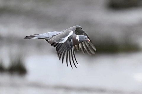 Wood pigeon (Columba palumbus), in flight, Texel, West Frisian Island, province of North Holland,