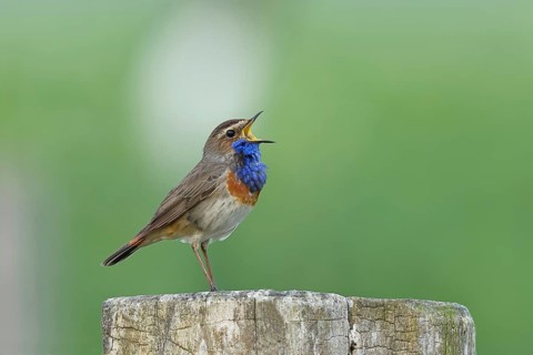 Bluethroat (Luscinia svecica cyanecula), male, singing on a pasture fence post, wildlife, Lembruch,