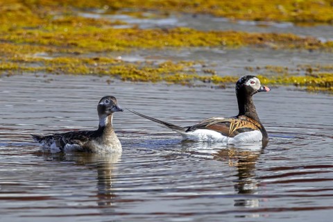 Long-tailed duck (Clangula hyemalis, Anas hyemalis) pair, female and male in breeding plumage