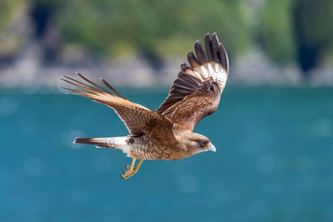 Peregrine Falcon (Falco peregrinus) in flight with outstretched wings near Caleta Gonzalo,