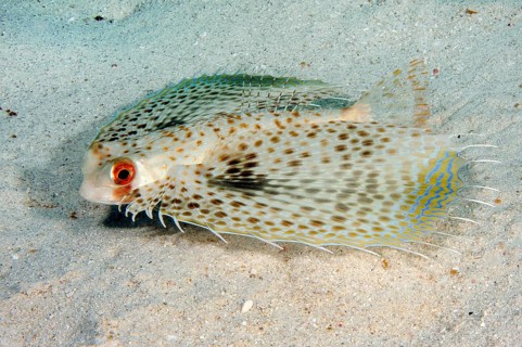 Underwater photo close-up of Oriental Flyingcock (Dactylopterus orientalis) swimming over sandy