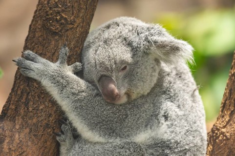 Koala (Phascolarctos cinereus) sitting on a tree, captive, distribution South Australia, Australia,