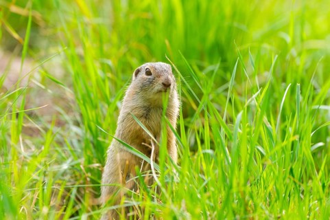 European ground squirrel (Spermophilus citellus) on a meadwo, Bavaria, Germany, Europe
