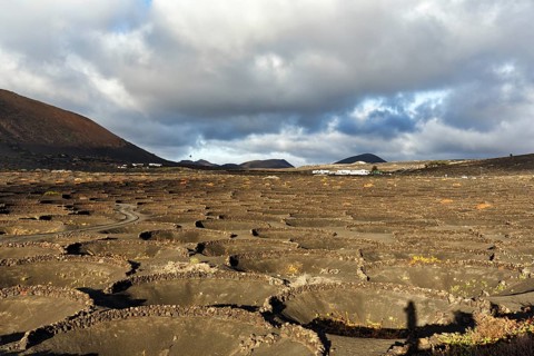 Viticulture on volcanic soil, protective walls for vines, crater, typical landscape with volcanic
