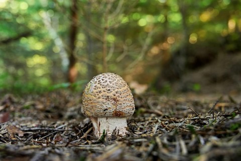 Young pearl mushroom or reddish bead mushroom (Amanita rubescens), Switzerland, Europe
