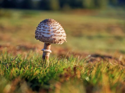 Parasol mushroom, Parasol or giant umbrella mushroom (Macrolepiota procera), Switzerland, Europe