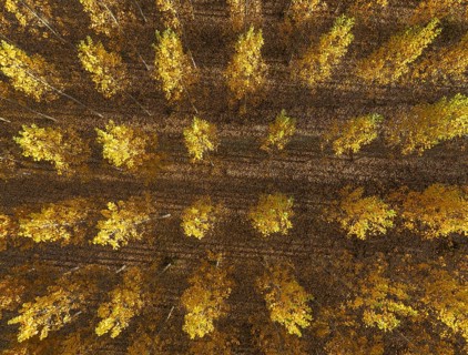 European Aspen (Populus tremula) in autumnal colours. Cultivated for timber. Aerial view. Drone