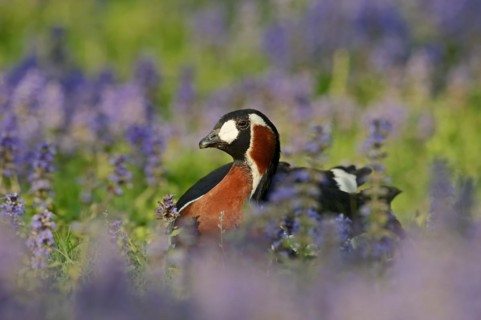 Red-breasted goose (Branta ruficollis), captive, occurrence in the European Arctic