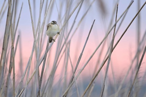 Reed warbler (Acrocephalus schoenobaenus), male on reeds, Lake Neusiedl National Park, Seewinkel,