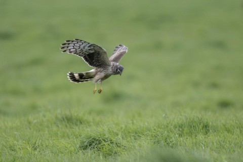 Hen harrier (Circus cyaneus), Emsland, Lower Saxony, Germany, Europe