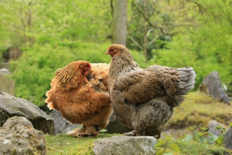 Domestic fowl (Gallus gallus)