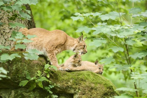 Eurasian lynx (Lynx lynx) mother with her youngsters in a forest, Bavaria, Germany, Europe