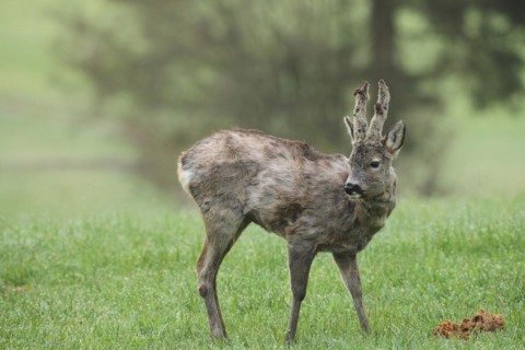 European roe deer (Capreolus capreolus) buck with shaggy winter coat and long, barely covered bast