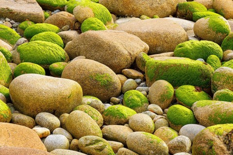 Ochre-coloured stones overgrown with green moss, stone stand in the Breatgne, France, Europe
