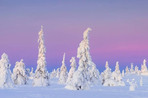 Tykky forest, snow covered spruce trees on the taiga at sunset in winter, Riisitunturi National