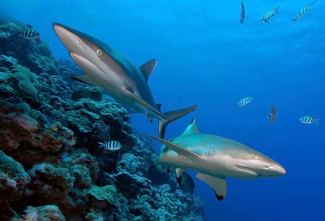 Underwater photo of two Grey reef sharks (Carcharhinus amblyrhynchos) swimming over coral reef