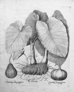 Taro (Colocasia esculenta), pumpkins, copperplate engraving by Basilius Besler, from the plant book