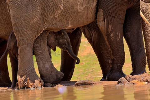 African elephant (Loxodonta africana), young animal, calf, baby elephant, mother, young animal with
