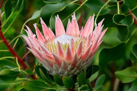 King Protea (Protea cynaroides), flower, flowering, flower, in spring, Kirstenbosch Botanical