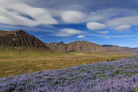 Lupines, mountains, summer, cloudy mood, sunny, Westfjords, Iceland, Europe