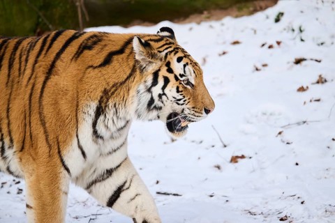 Siberian tiger (Panthera tigris altaica) in winter, portrait, captive, Germany, Europe