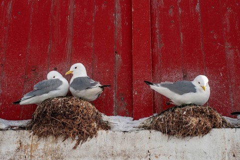 Seagulls in front of a red wooden wall, Å i Lofoten or Å for short, Lofoten, Northern Norway,