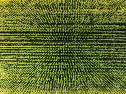 Bird's eye view of a symmetrical green field with densely growing plants, hop garden, Hochdorf,