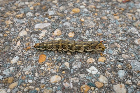 Caterpillar of the winch hawkmoth (Agrius convolvuli) crawling over the stony surface of a road,