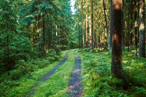 Landscape of a little road going through a Norway spruce (Picea abies) forest in summer