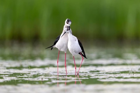 Black-winged Black-winged Stilt (Himantopus himantopus), couple making love in the water,