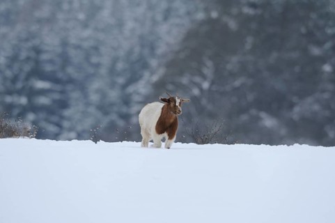 Boer goat, domestic goat (Capra aegagrus hircus) on a snowy meadow, Bavaria