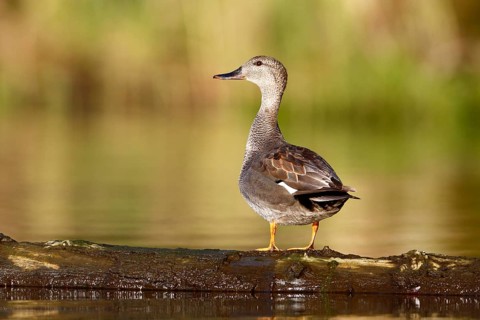 Gadwall (Mareca strepera) resting on a floating tree trunk, Flusslandschaft Peenetal nature park