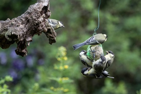 Great tits (Parus major) at the tit dumpling, Emsland, Lower Saxony, Germany, Europe