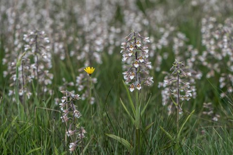 Marsh helleborine (Epipactis palustris), mass population, Emsland, Lower Saxony, Germany, Europe