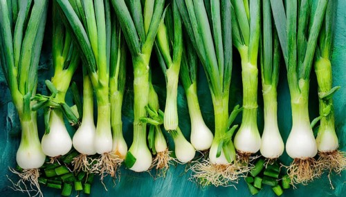 Vegetable, spring onion or spring onion, also known as winter onion, Allium fistulosum