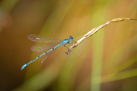 A blue dragonfly (Coenagrion) sitting on a blade of grass in a natural environment, Ternitz, Lower