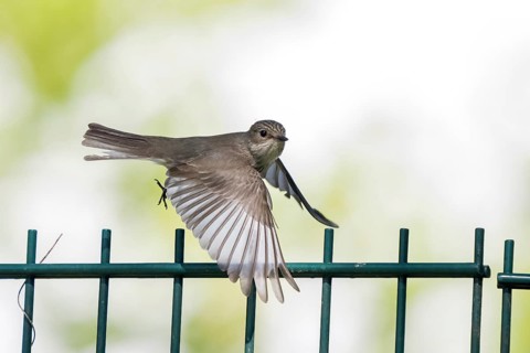 A spotted flycatcher (Muscicapa striata) in flight with wings spread wide, flying over a fence,