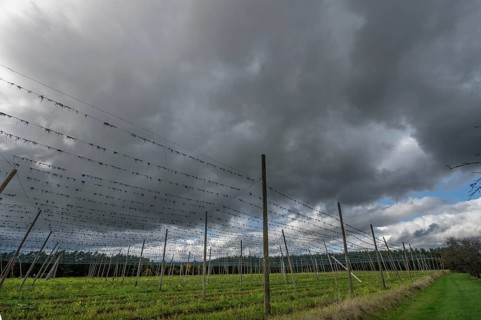 Dark rain clouds (Nimbostratus) over a harvested hop field, Bavaria, Germany, Europe