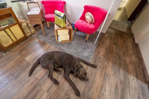Sleeping dog, breed Labrador lying stretched out on the floor of a living room corner,