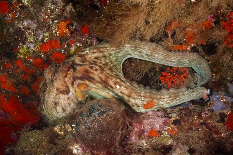 A Common Octopus (Octopus vulgaris) is skilfully camouflaged and hidden in the underwater landscape