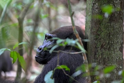 Western lowland gorilla (Gorilla gorilla gorilla), male animal, silverback, Loango National Park,