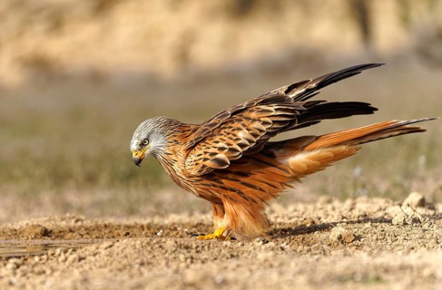 Red kite (Milvus milvus) drinking, Pyrenees, Spain, Europe