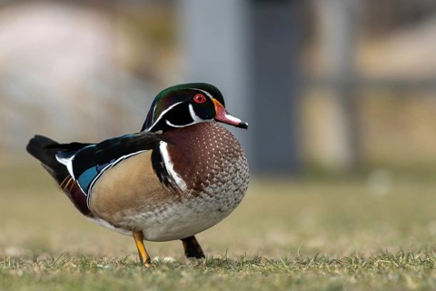 Wood duck (Aix sponsa) on a shore excursion