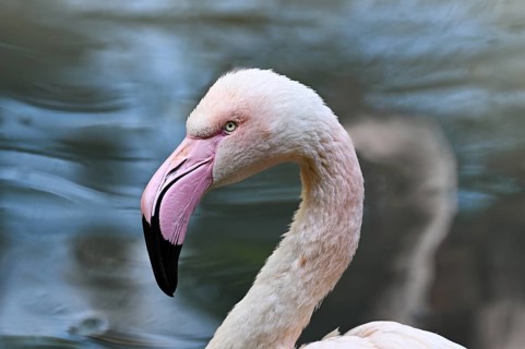 Close up portrait of greater flamingo (Phoenicopterus roseus), captive