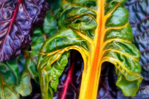 Chard (Beta vulgaris), colourful, chard leaves in different colours, green, purple, orange, red