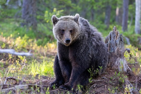 European brown bear, Karelia, Finland, Europe