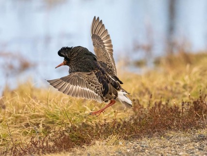Ruff (Calidris pugnax) male in breeding plumage at lek, displaying, Pokka, Finnish Lapland