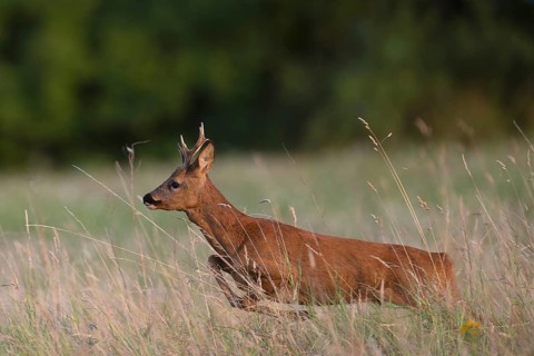 Roebuck, leaf time, Wittlich, Rhineland-Palatinate, Germany, Europe